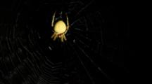 Orb Weaver Spider (Araneus Sp.) And Web At Night, Los Angeles, CA