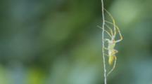 Green Lynx Spider, Los Angeles, CA
