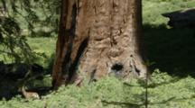 Mule Deer Feeding Underneath Giant Sequoia