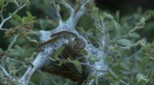 Caterpillars Swarm On Cocoon