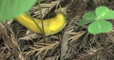Banana slug crosses forest floor over redwood needles 4K