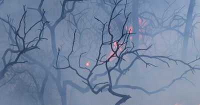 Wildfire burns a manzanita shrub 4K