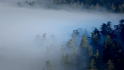 Fog wafting through Redwoods in Redwood NP,CA