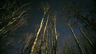 Stars at night with changing moon shadows on aspen trees,Utah