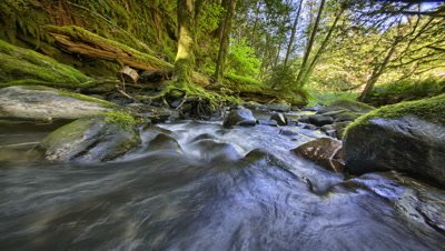 Stream in forest with moss and ferns,Oregon
