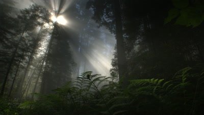 Light rays and fog in Redwood forest,Redwood NP,CA