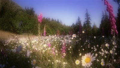 Foxgloves and daisies in field