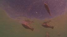 Dead Fish And Toxic Algae  Ningaloo Reef Western Australia