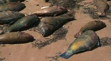 Mass Fish Die Off Dead Fish On Beach  Ningaloo Reef Western Australia