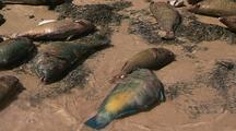Mass Fish Die Off Dead Fish On Beach  Ningaloo Reef Western Australia