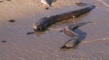 Dead Moray Eels Washed By Waves On To Beach Ningaloo Reef Western Australia