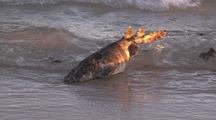 Dead Carpet Shark Washed By Waves On To Beach Ningaloo Reef Western Australia