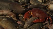 Dead Crab Amongst Dead Fish On Beach Ningaloo Reef Western Australia