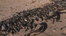 Mass Fish Die Off  Lots Dead Fish On Beach Ningaloo Reef Western Australia