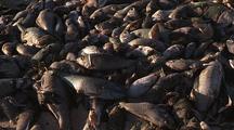 Mass Fish Die Off Lots Dead Fish On Beach Ningaloo Reef Western Australia