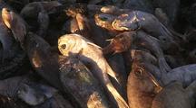 Mass Fish Die Off Lots Dead Fish On Beach Ningaloo Reef Western Australia
