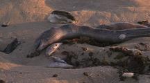 Dead Moray Eel On Beach With Dead Fish Ningaloo Reef Western Australia