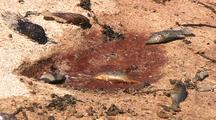  Mass Fish Die Off Dead Fish On Beach  Ningaloo Reef Western Australia