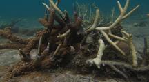 Dead Staghorn Coral Covered In Algae