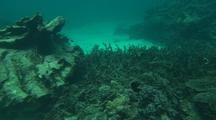 Anchor Damage Coral Reefs