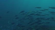 Trumpetfish (Aulostomus Chinensis) Courtship & Mating Behavior