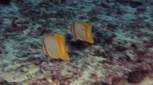 Margined Coralfish ( Chelmon Marginalis ) Couple