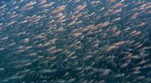 Baitfish (Anchovy) Schooling In Synchronized Movements