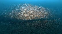 Baitfish (Anchovy) Schooling In Beautiful Light With Synchronized Movements