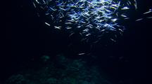 Moonlit Blue Silver Baitfish Schooling With Lovely Ballet Movement