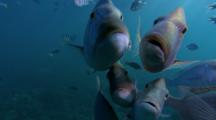 Edited Compilation, Fish School Swimming Toward Camera, Coral Sea Dreaming
