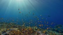 Australia Great Barrier Reef Stock Footage
