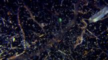 Edited Compilation, Plankton At Night, Coral Sea Dreaming