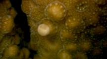 Extreme Close up,Hard Coral Spawning Underwater at Night