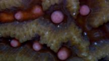 Extreme Close up,Hard Coral Spawning Underwater at Night