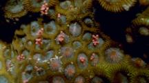 Close Up,Hard Coral Spawning Underwater at Night