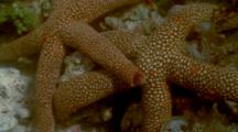 Sea STar Spawning Eggs Released from Arms