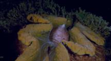 Giant Clam Spawning