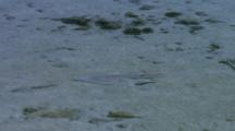 Fis,Possibly shovelnose Ray,Glides over sandy shallow