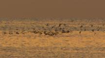 Seabirds,shorebird flock on golden sunset ocean