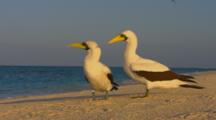 Pair of seabirds on beach,possibly masked booby