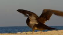 Brown Booby Birds nest on beach,juvenile flaps wings