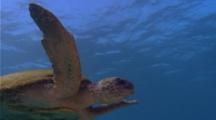Sea Turtle Swims in Blue Water