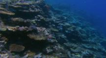 Travel Over Coral Reef with Colorful Fish