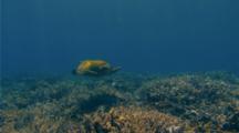 Sea Turtle Swims over Coral Reef