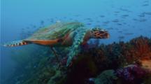 Sea Turtle Swims over Coral Reef