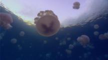 Looking up at jellyfish swarm