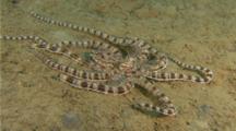 Mimic Octopus in guises