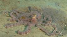 Mimic Octopus in guises