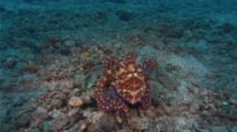 Reef Octopus habitating