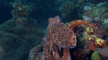 Reef Octopus habitating